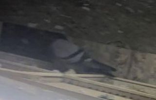 Kanat çırpma sesi hayatını kurtardı