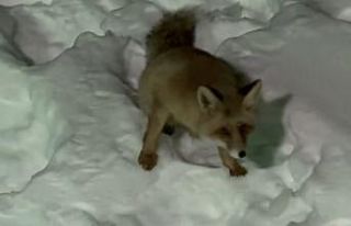 Kapılarına gelen tilkiyi elleriyle beslediler