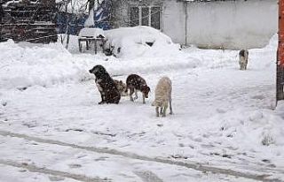 Karda aç kalan sokak hayvanlarına köylüler sahip...