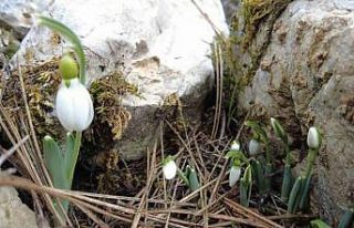Kardelenler kar yokken çiçek açtı