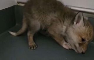 Kars’ta büyüyen yavru tilkiler doğaya bırakıldı