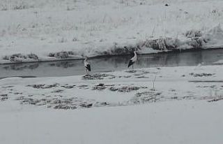 Kars’ta göç edemeyen leylekler kar üstünde görüntülendi