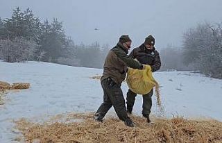 Kastamonu’da yaban hayvanları için doğaya yem...
