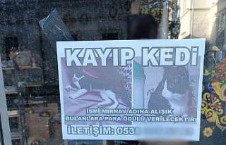 Kayıp kediyi bulana para ödülü