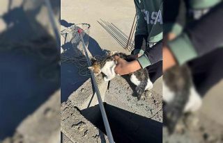 Kedinin imdadına itfaiye ekipleri yetişti