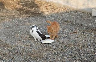 Kediyle orijinal ve sahte peynir testi