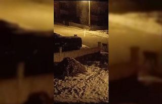 Kelkit’te ilginç görüntü: Vaşak ve kangal köpeği...