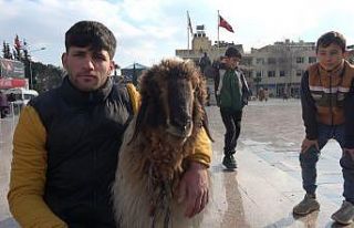Kilis sokaklarında koyunu ile gezen genç ilgi odağı...