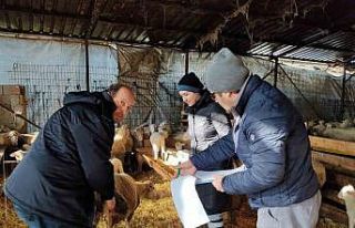 Kırklareli’de küçük ve büyükbaş hayvanların...