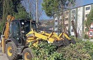 Körfez’de ağaçların bakımı sürüyor