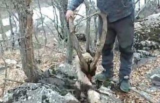 Koruma altındaki keçinin öldürülmesine vatandaş...