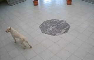 Kosova’da okula giren köpek öğrencilere saldırdı:...