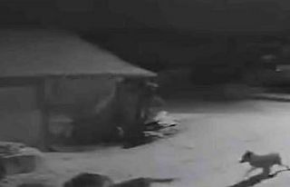 Köye inen kurtlar inek ve köpeği telef etti