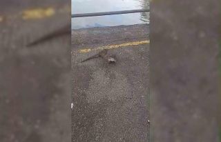 Kumla’da su samurunu elleriyle beslediler