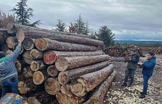 Kütahya’da orman emvallerinin yıl sonu sayımları...