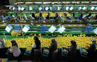 Limonda yoğun hasat dönemi: Fiyatı 6-7 TL’ye...