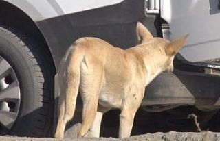 Mamak’ta köpek sürüsünün saldırdığı kadın...