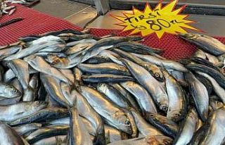 Mangal söndüren balık: Tırsi