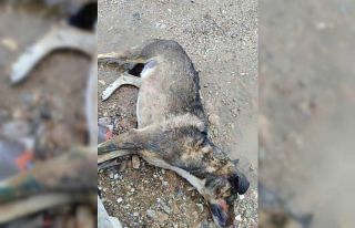 Manisa’da köpek katliamı