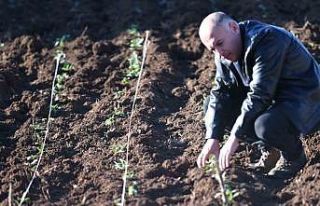 Mardin’de sahlep fidesi toprakla buluşturuldu