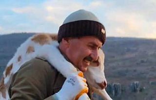 Merada doğan buzağıyı 5 kilometre sırtında taşıyan...