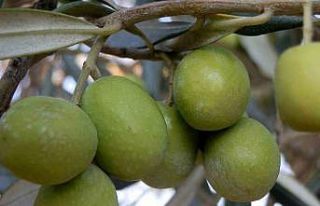 Mersin’de 150 bin ton zeytin rekoltesi elde edildi