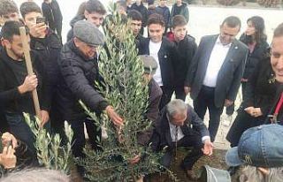 Meslek lisesinin 63. yaşında 63 adet zeytin ağacı...
