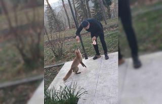 Misafirhane görevlisi, aç tilkiyi elleriyle besledi