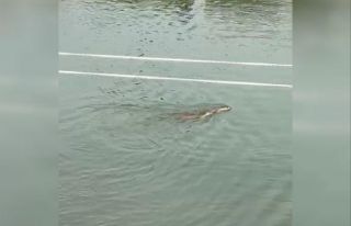 Munzur’da koruma altındaki su samurları görüntülendi