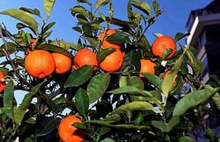 Muratpaşa’nın turunç ve kamkat fidanları Girne...