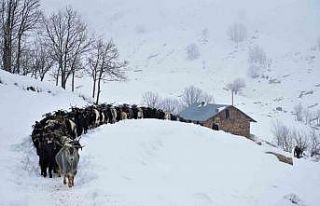 Muş’ta besiciler zorlu kış şartlarına meydan...