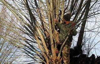 Muş’ta besicilerden alternatif yem çözümü:...