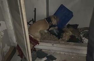 Narkotik köpeği ‘Jack’ suçluların peşinde