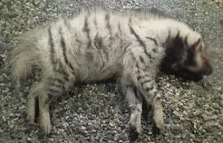 Nesli tükenme tehlikesi altındaki çizgili sırtlan...