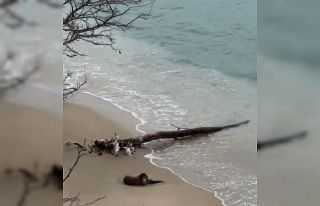 Nesli tükenmekte olan su samuru, kendi avladığı...