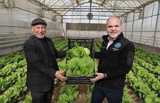 Niğde Ömer Halisdemir Üniversitesi’nde marul...