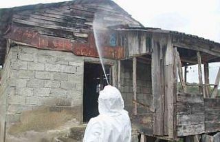 Ordu’da kahverengi kokarcaya karşı 200 bin nokta...