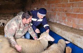 Pınarhisar’da küçükbaş hayvanların küpeleri...