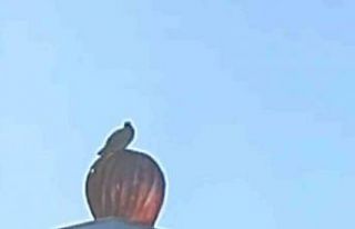 Rüzgar gülü ile birlikte dönen kuş görenleri...