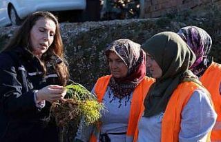 Safran ve salep fideleri Manavgat’ta toprakla buluştu