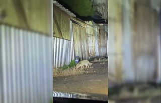 Şehir merkezine inen iki tilki ve çakallar kamerada