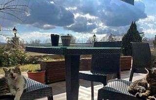 Sevimli dostlar sandalyelerde güneşli havanın keyfini...