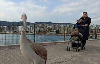Silifke sahillerinde dolaşan pelikan insanların...