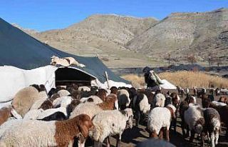 Şırnaklı konargöçer besiciler bereketli bir dönem...