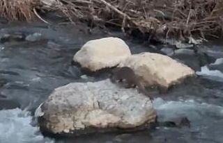 Şırnak’ta balık avlayan su samuru görüntülendi