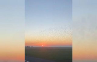 Şırnak’ta kuşlardan görsel şölen