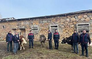 Sivas’ta büyükbaş hayvan çalan 4 kişi tutuklandı