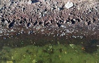 Sivas’ta korkutan görüntü, yüzlerce balık telef...