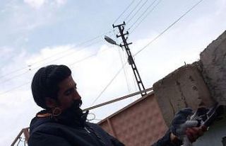 Soba yakarak güvercinlerini donmaktan koruyor