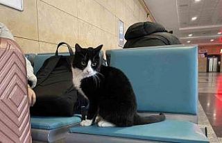 Soğuktan üşüyen hayvanlar ısınmak için tren...